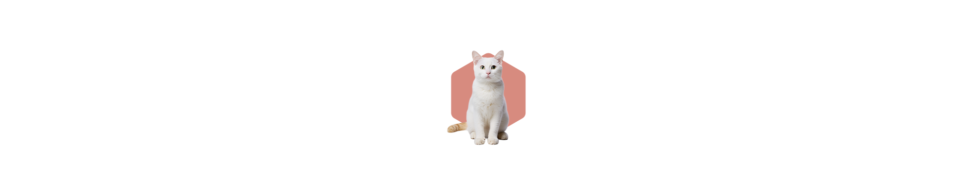 Kot