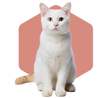 Kot